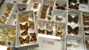 Several native Australian butterfly specimens in their storage box