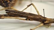 Detail of the abdomen of a stick insect