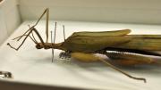 A stick insect in its storage box