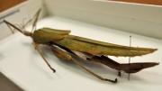 A stick insect in its storage box
