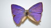 A native Australian butterfly specimen