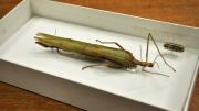 A stick insect in its storage box