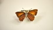 A native Australian butterfly specimen