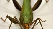 A stick insect in its storage box