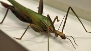 A stick insect in its storage box