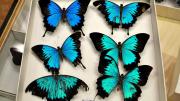 Six foreign swallowtail butterfly specimens in their storage box