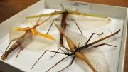 Three stick insects in their storage box