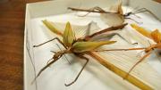 Three stick insects in their storage box