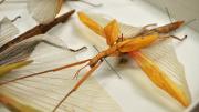 A stick insect in its storage box