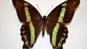 A foreign swallowtail butterfly specimen