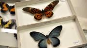 Two foreign swallowtail butterfly specimens in their storage box