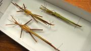 Three stick insects in their storage box