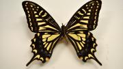 A foreign swallowtail butterfly specimen