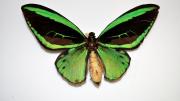 A foreign birdwing butterfly specimen