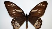 A foreign birdwing butterfly specimen