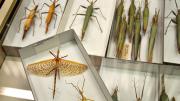 Several stick insects in their storage box