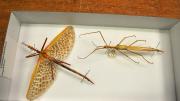 Two stick insects in their storage box