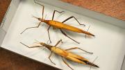 Two stick insects in their storage box