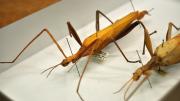 Two stick insects in their storage box