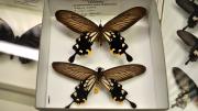 Two foreign swallowtail butterfly specimens in their storage box