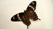 A foreign swallowtail butterfly specimen