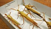 Three stick insects in their storage box