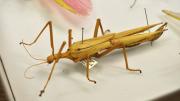 A native Western Australian stick insect in its storage box