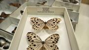 Two foreign butterfly specimens in their storage box