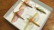 Four stick insects in their storage box