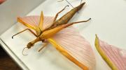 A stick insect in its storage box