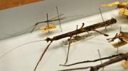 Several foreign stick insects in their storage box