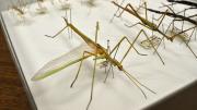 Several stick insects in their storage box