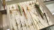 Several stick insects in their storage box