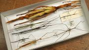 Several stick insects in their storage box