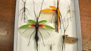 Several stick insects in their storage box