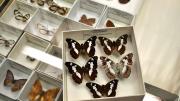 Five foreign butterfly specimens in their storage box