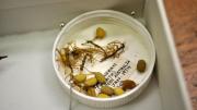 Stick insect eggs and hatchlings in their storage box