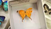 A foreign butterfly specimen in its storage box