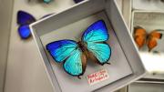 A native Australian butterfly specimen