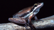 Frog looking up from branch