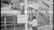 "Historic photo of a man standing in front of the Blue Whale skeleton."