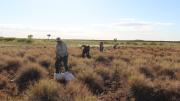 people digging in buckets in a grassy landscape in the morning