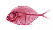 X-ray of a Fish