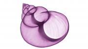 X-ray of Shell