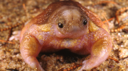 The Turtle Frog; one of the rarest frogs in the world. They don't have a  tadpole stage and they look like chewing gum. : r/frogs