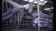 A man stands in front of a large whale skeleton