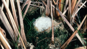 Foam nest in the water