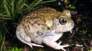 Frog on ground