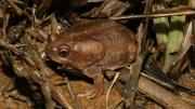 Frog on ground