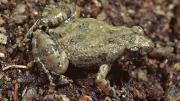 Frog on ground